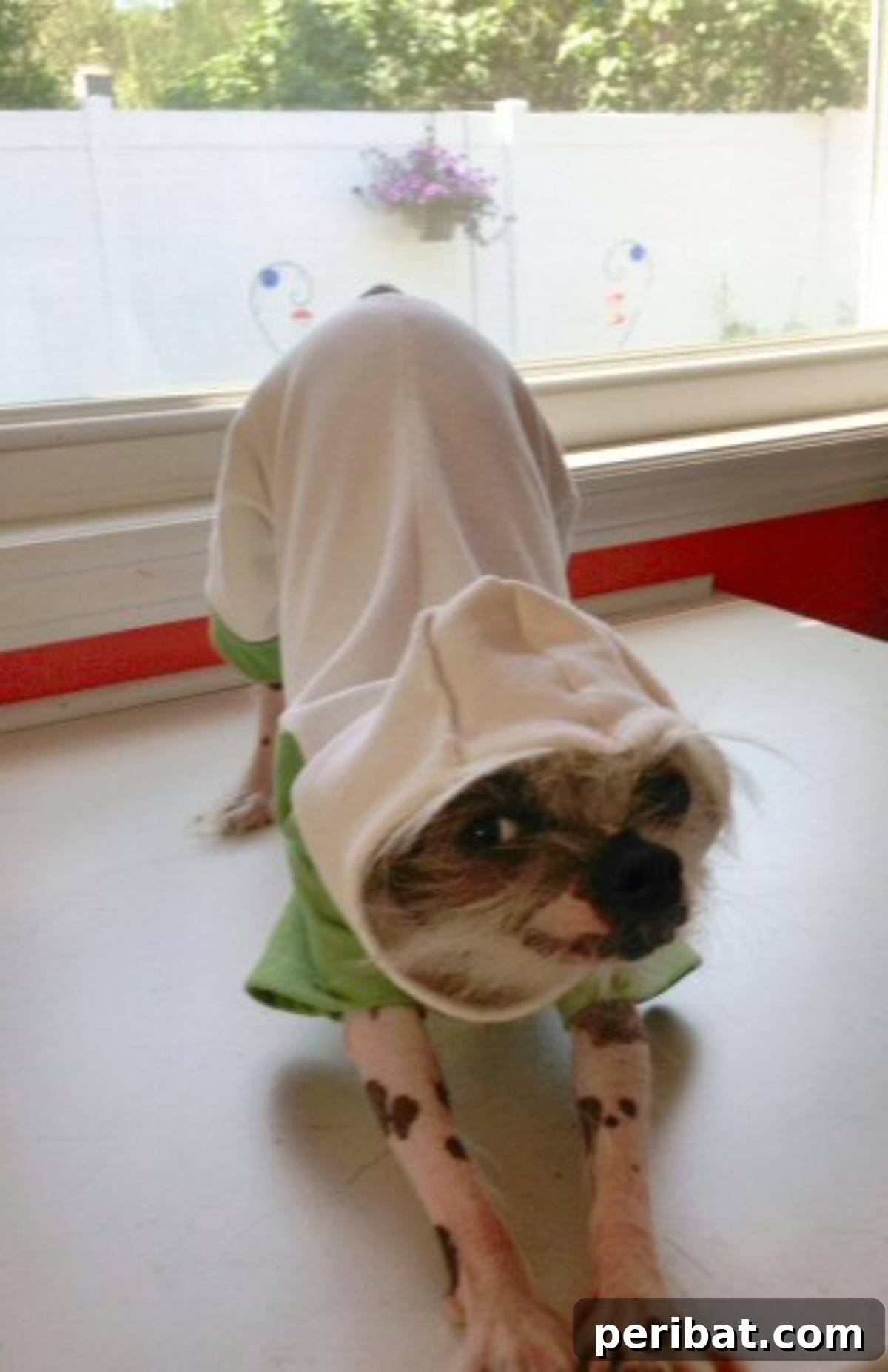 DIY Dog Clothes