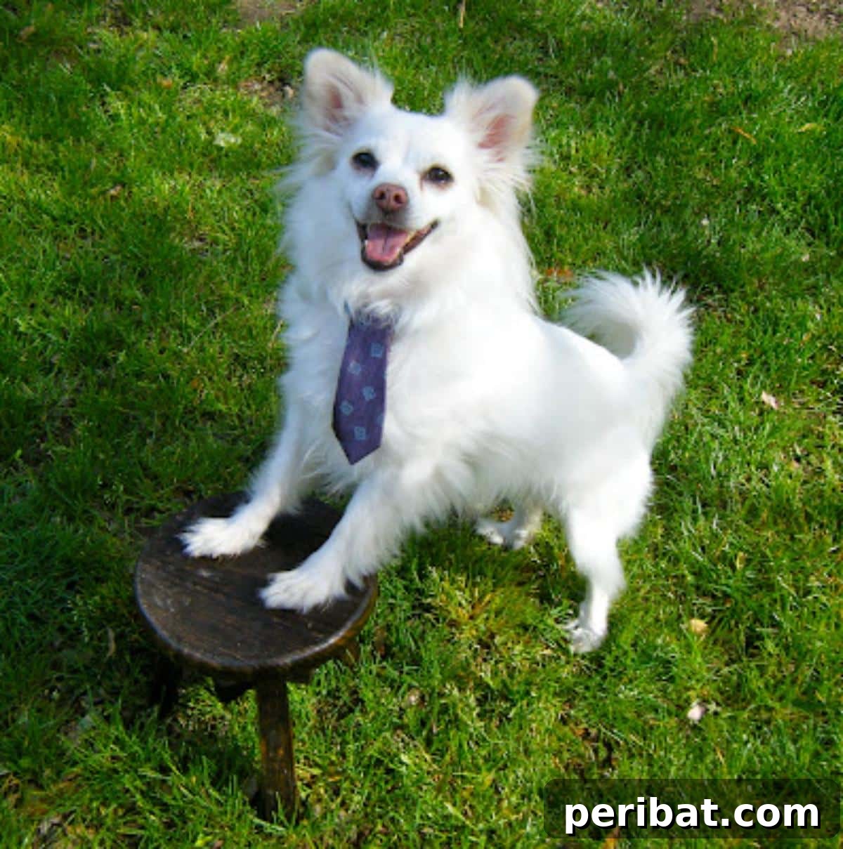 Easiest Upcycled Dog Tie Ever