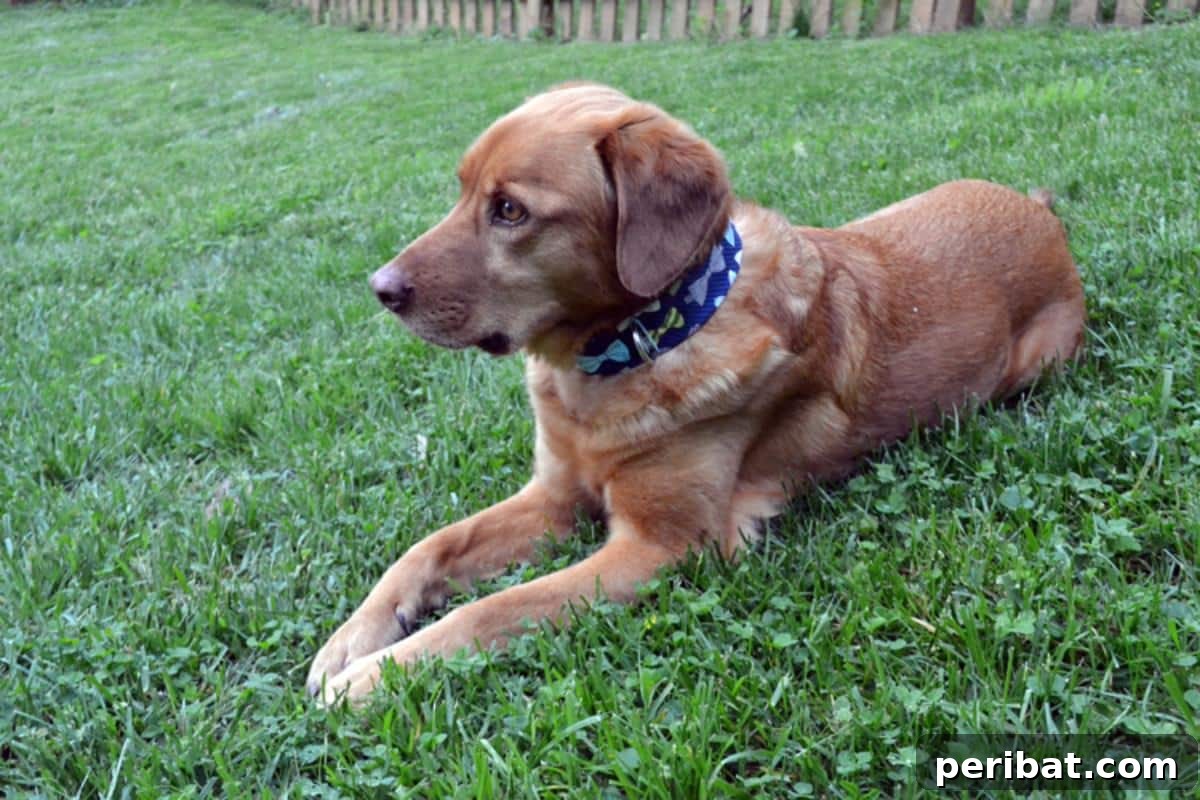 Dog Collar Slipcover