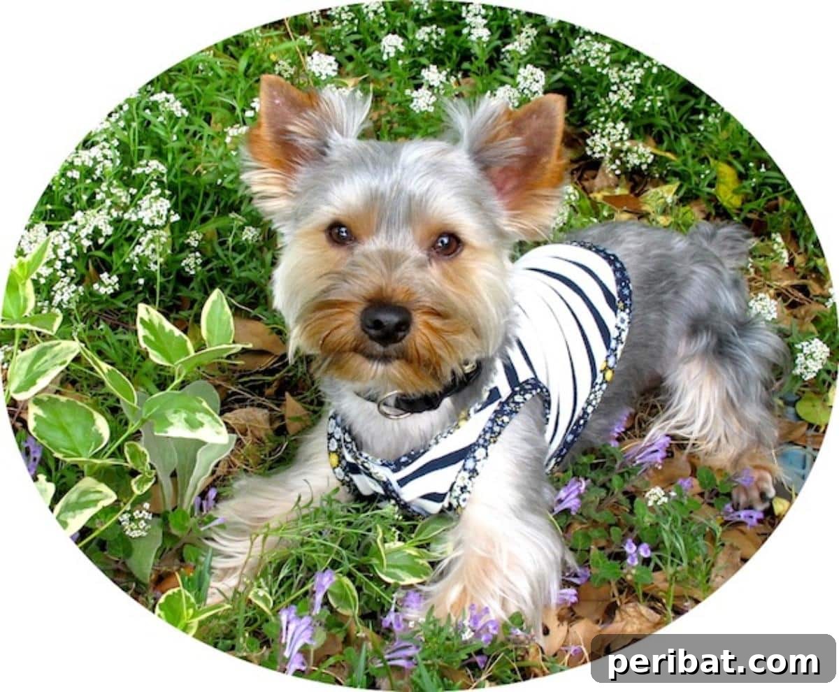 Handmade Dog Clothes