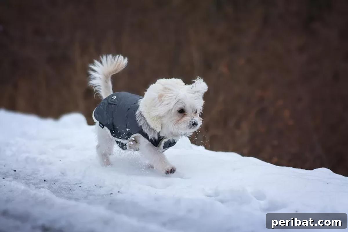 A Small Dog Coat