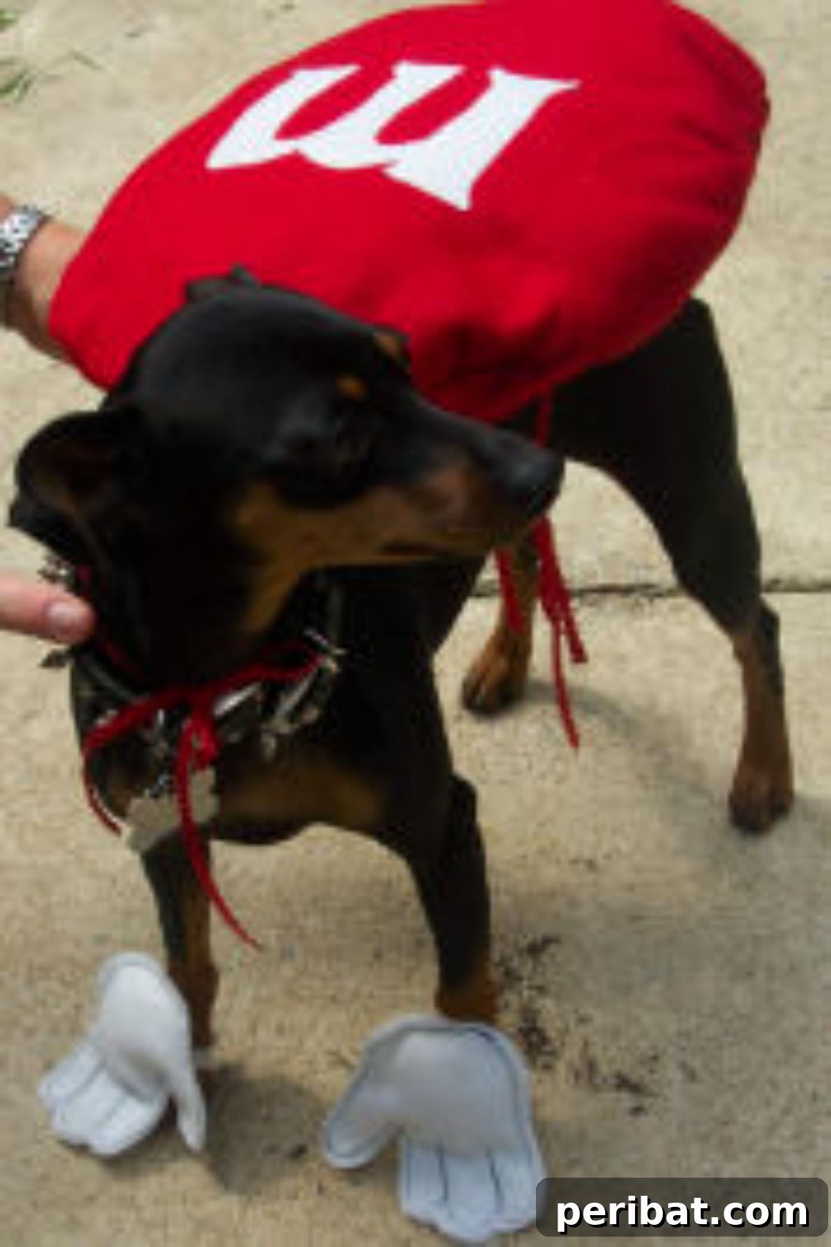 Easy Dog Costume for Halloween