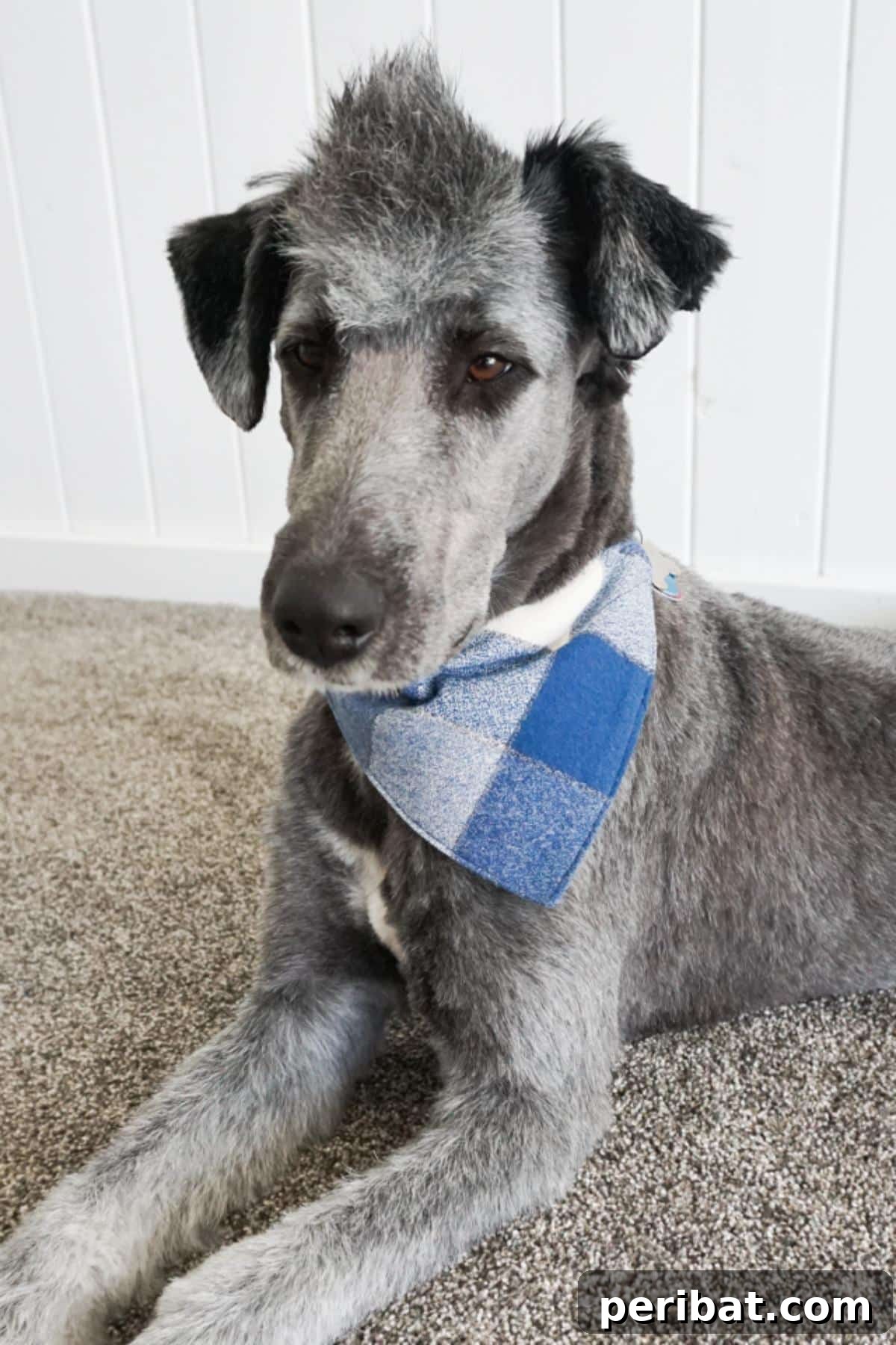 DIY Dog Bandana