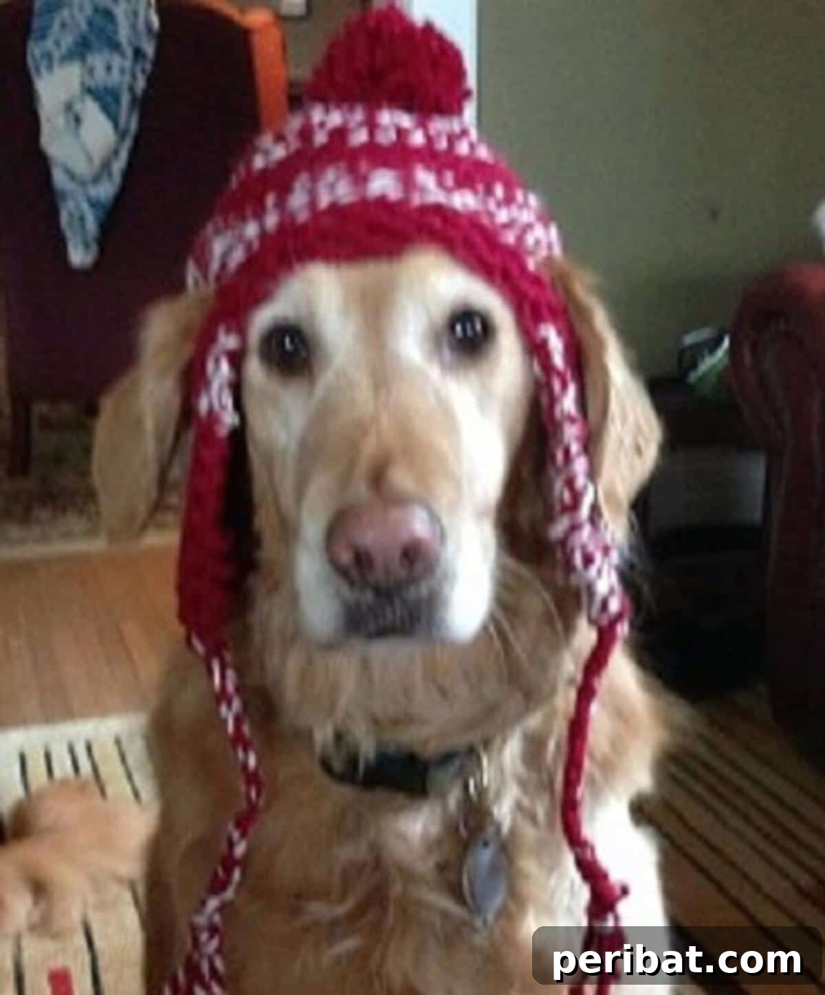 32 Cozy Ear Flap Hat Knitting Designs 33 An adorable dog earflap hat, designed specifically for furry friends to keep them warm and stylish.