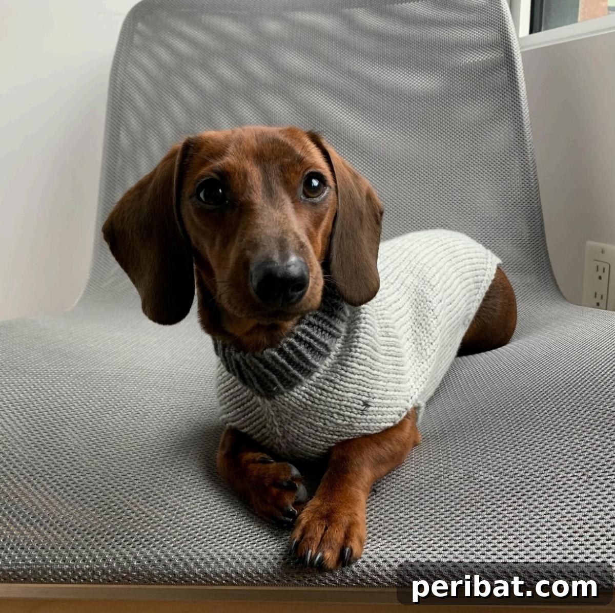 The Edinburgh Seamless Dog Sweater
