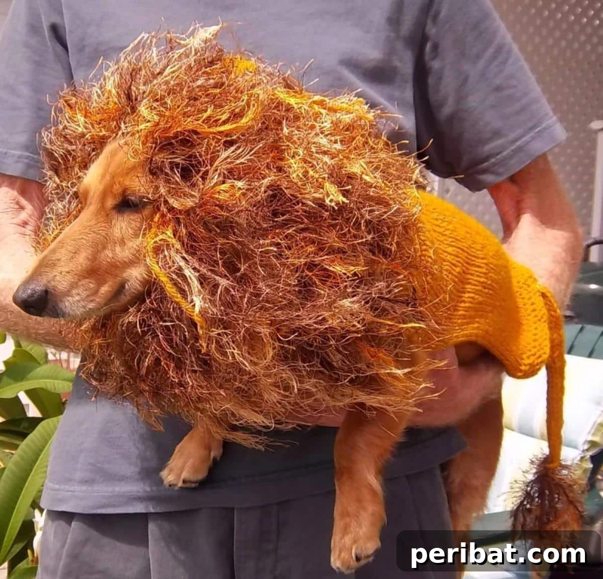 Lion Dog Sweater