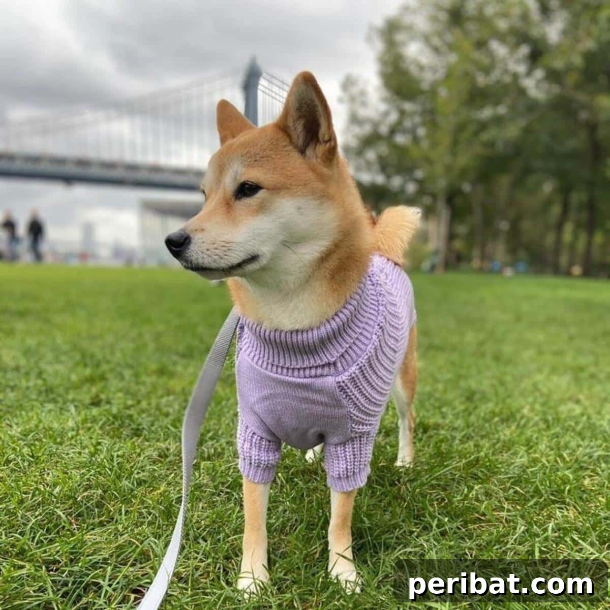 Cute Knitting Dog Sweater