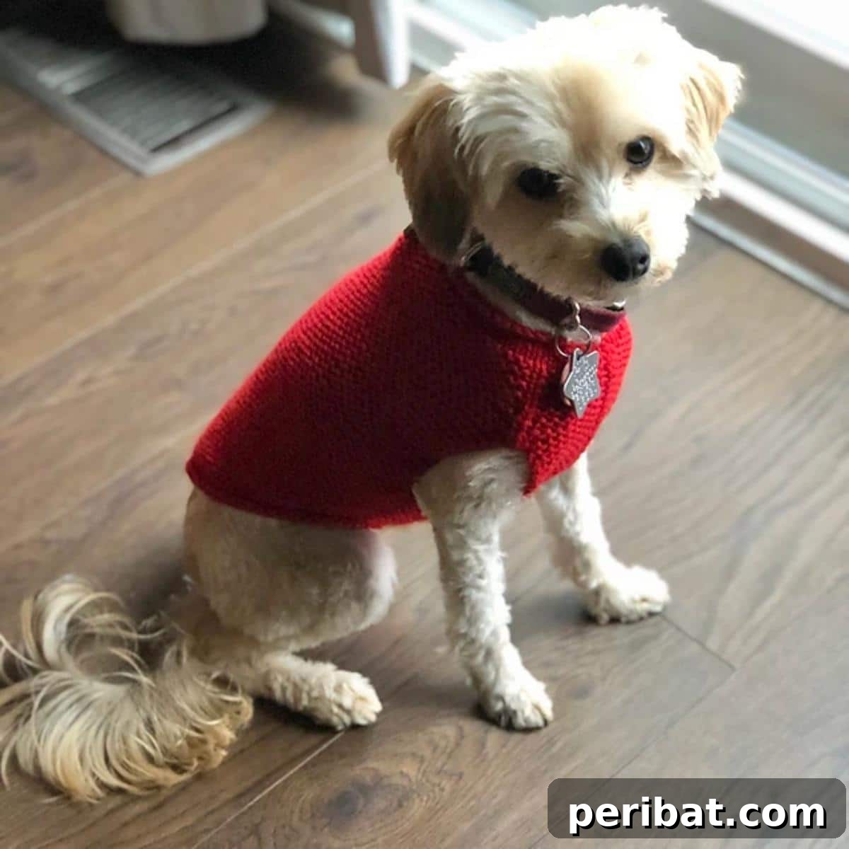Cute Dog Sweater