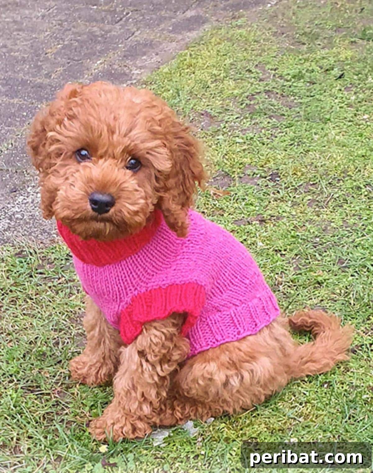 Good Girl Sweater