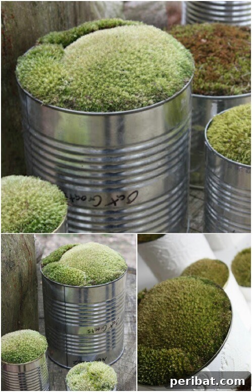 Tin Can Treasures: Transforming Recycled Metal into Stunning Home Decor 18 White brocade textured tin can planters with green moss