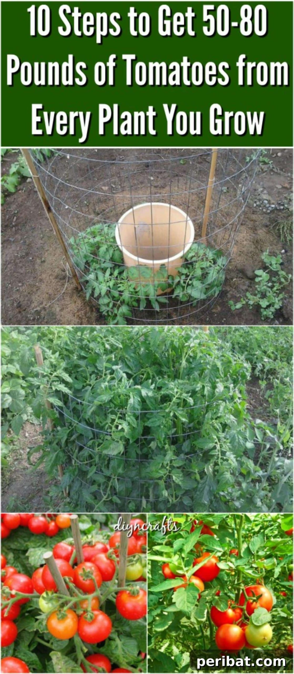 Unlock Giant Tomato Harvests: 10 Steps to 50 to 80 Pounds Per Plant 2 Unlock the Secret to Bountiful Tomato Harvests: Get 50-80 Pounds of Juicy Tomatoes Per Plant with These Expert Tips!