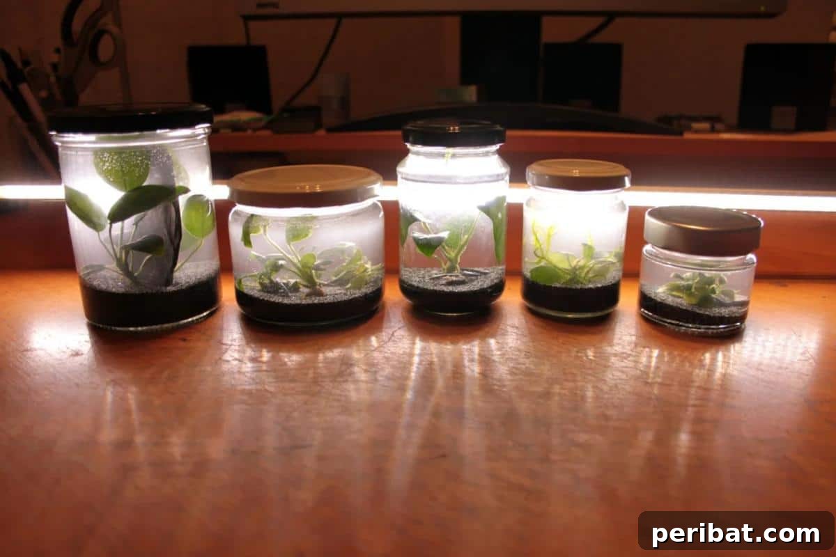 27 Charming Mason Jar Aquarium Projects 11 Pico Aquarium in a Mason Jar