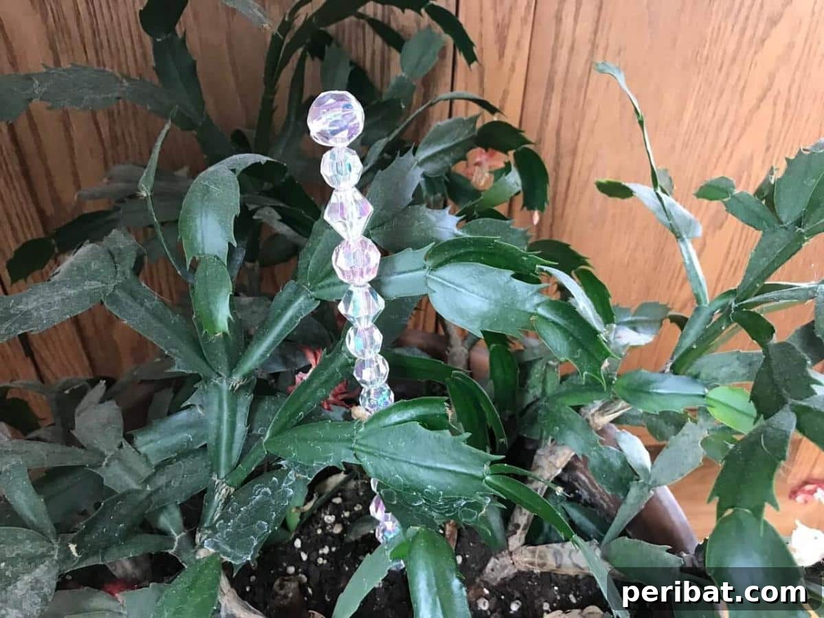 Twinkling Fairy Wand Plant Pokes adding sparkle to a potted plant.