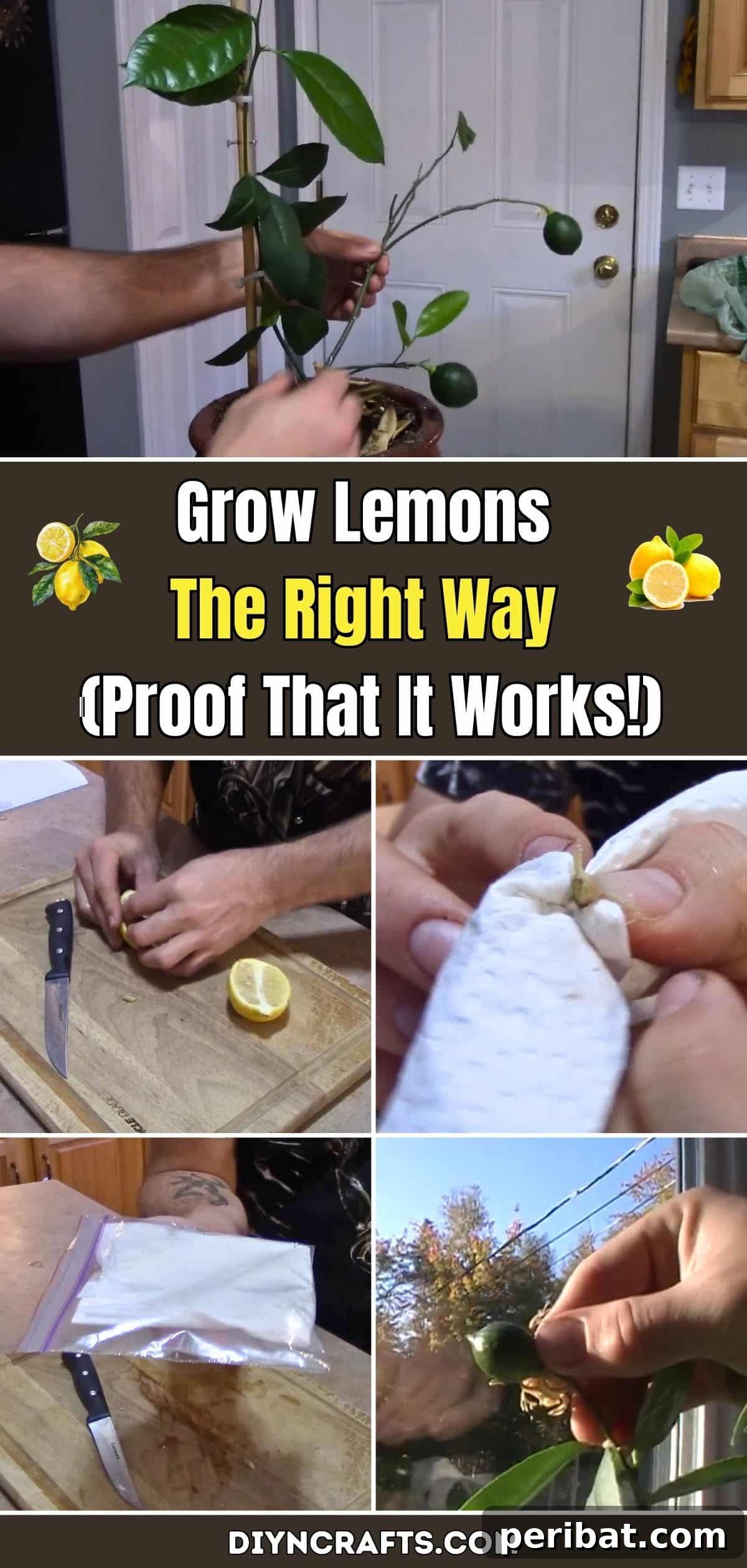 Grow Lemons The Right Way (Proof That It Works!) pinterest image