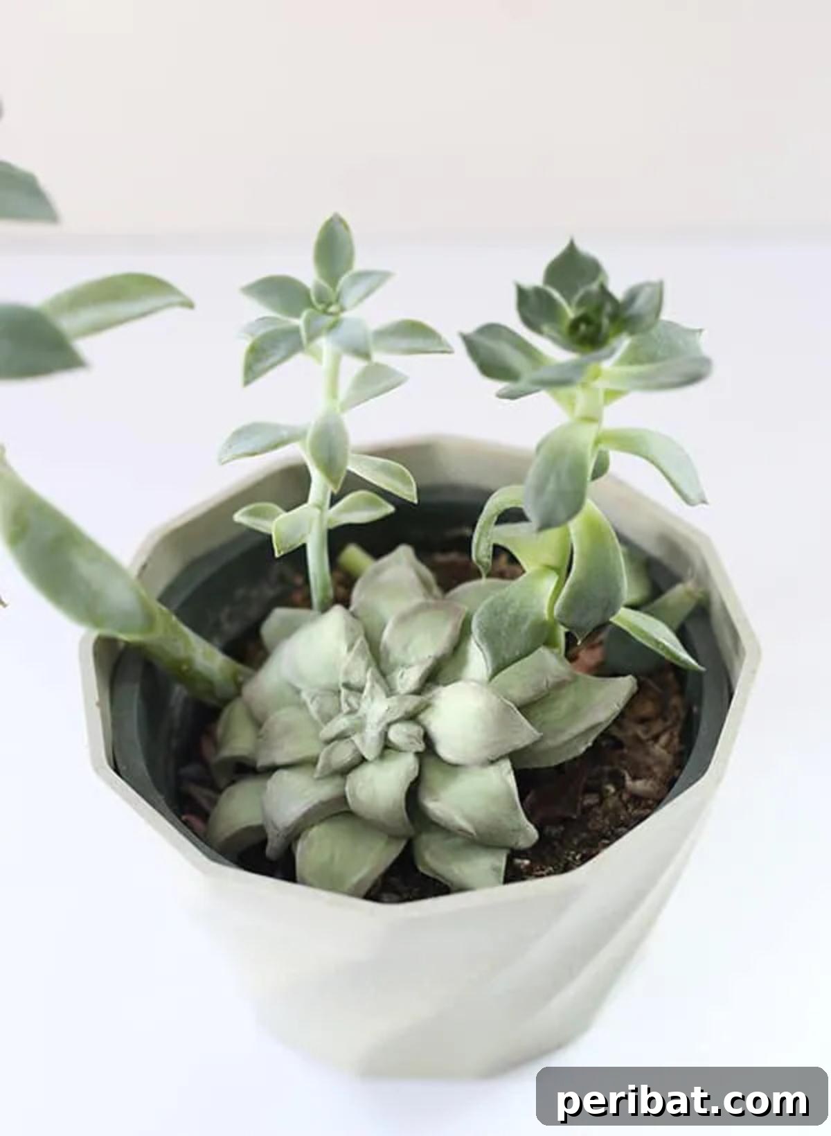 40 Charming Air Dry Clay Projects 12 Air Dry Clay Faux Succulent