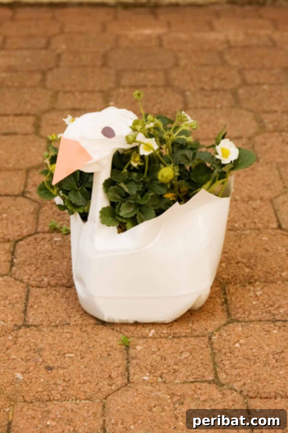 Swan Plant Container From Milk Jug