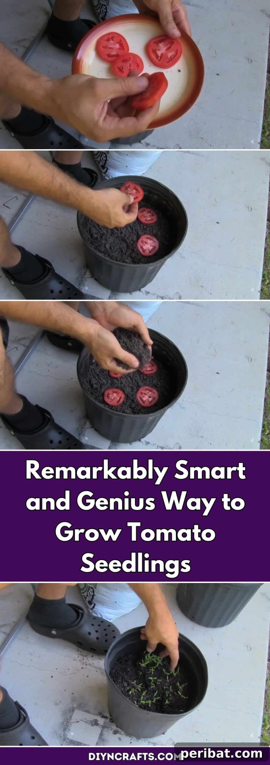 The Smartest Way to Grow Tomato Seedlings 2 Remarkably Smart and Genius Way to Grow Tomato Seedlings pinterest image