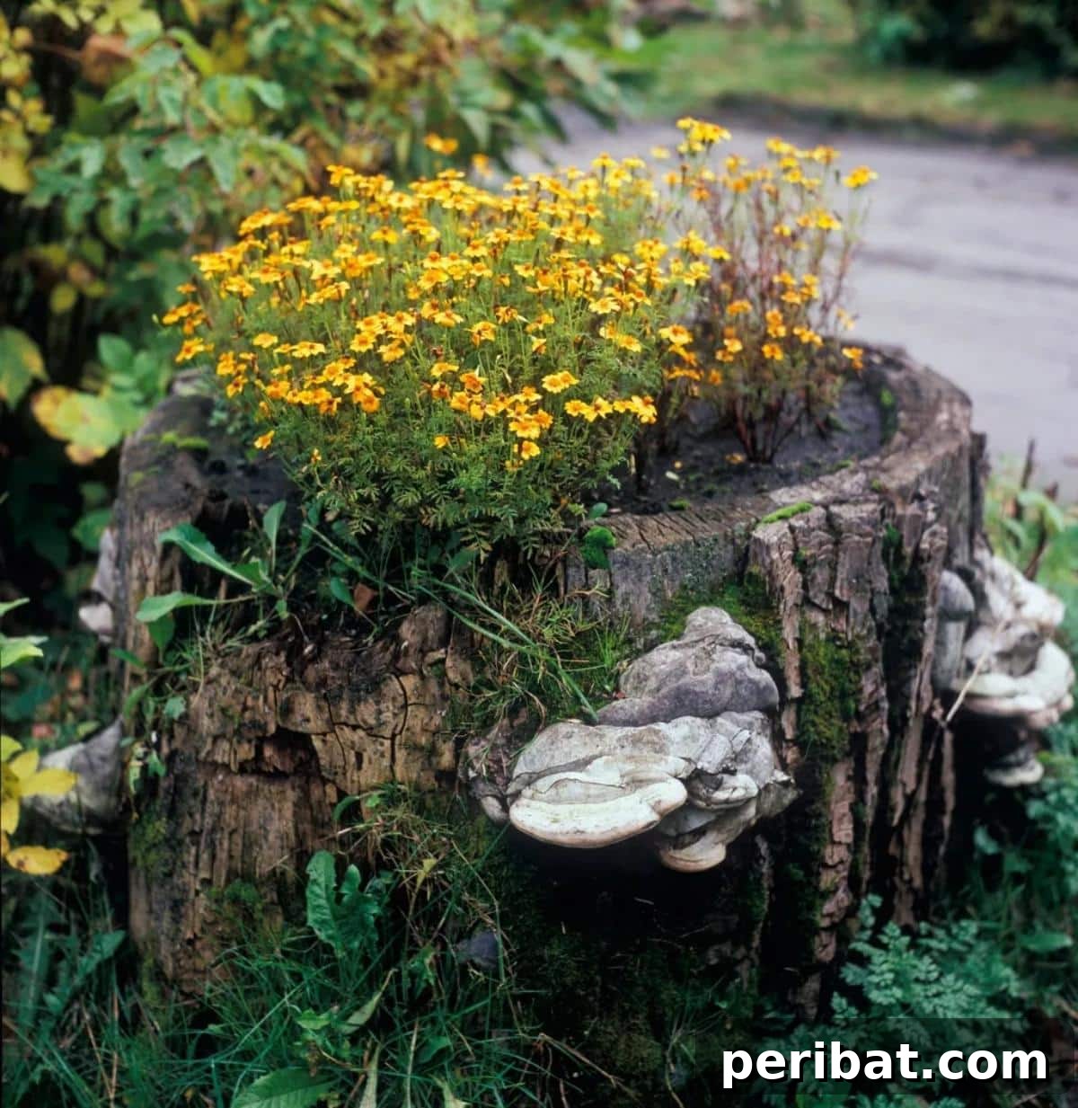 Stump to Splendor Ingenious Garden Planters and Ornaments 5 Rustic tree stump planter with fungi and colorful yellow flowers