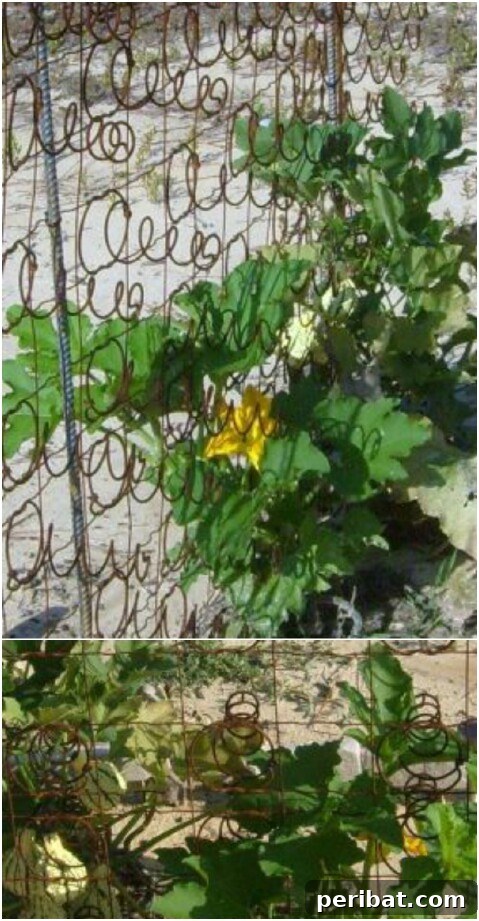 From Scrap to Chic 15 Creative Uses for Old Bed Springs 11 Upcycled bed spring garden trellis for climbing plants