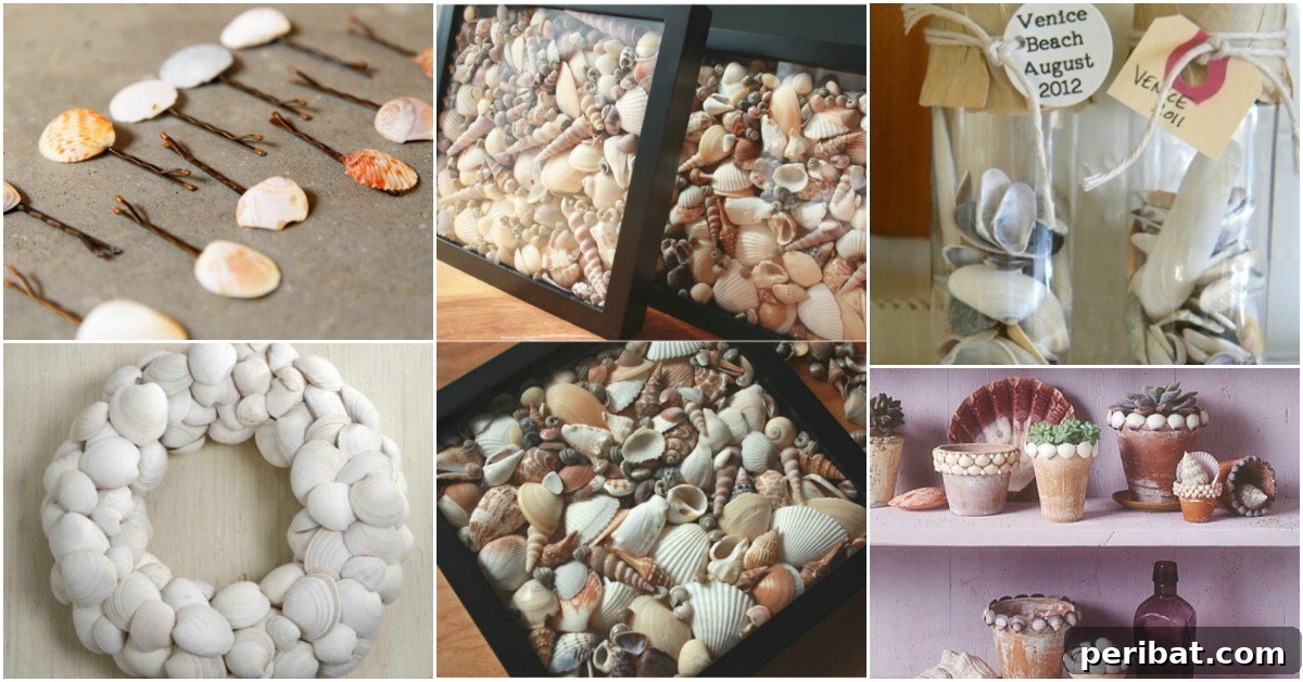 seashell-projects