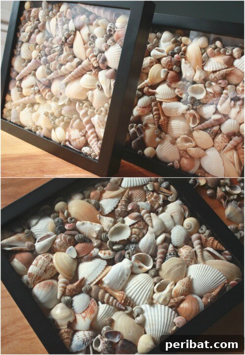 Seashell Shadow Boxes