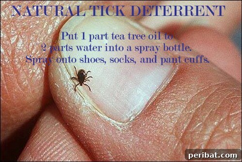 55+ Ultimate Camping Hacks to Master the Wilderness 5 An all-natural tick deterrent spray, safe for kids and pets, for outdoor adventures.
