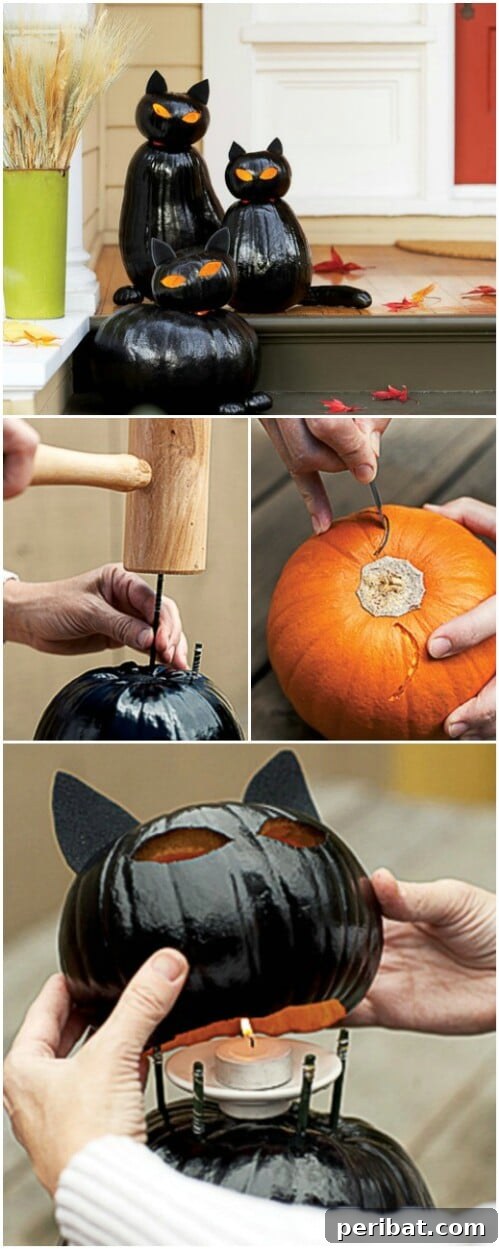 Glossy Black Cat pumpkins, transformed into sleek and elegant Halloween creatures