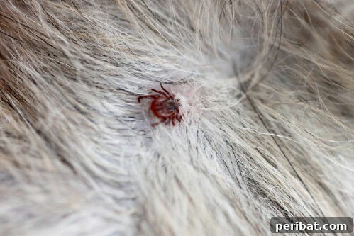 Çok Amaçlı Mucize: İzopropil Alkolün 56 Akıllara Zarar Kullanım Alanı 8 Get rid of ticks.
