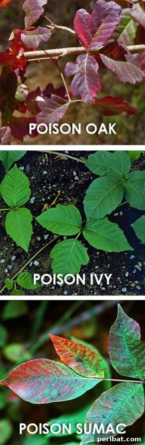 Learn to differentiate poisonous plants while camping for wilderness safety
