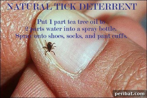 Natural tick deterrent using essential oils for safe outdoor protection