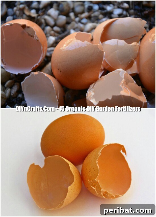 Transform Your Garden with Homemade Organic Fertilizers 6 Egg Shell Fertilizer