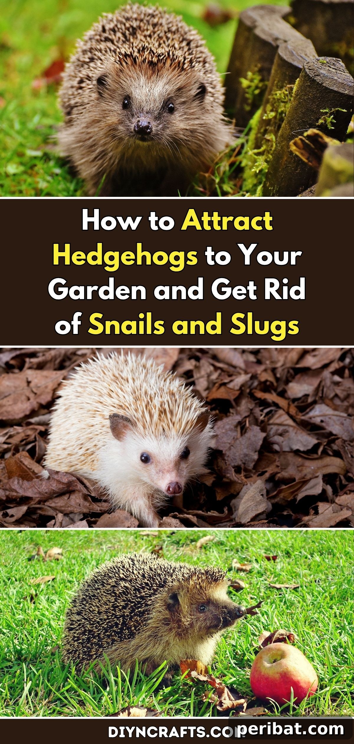Hedgehog Heroes: Natural Slug and Snail Control in Your Garden 2 How to Attract Hedgehogs to Your Garden and Get Rid of Snails and Slugs pinterest image