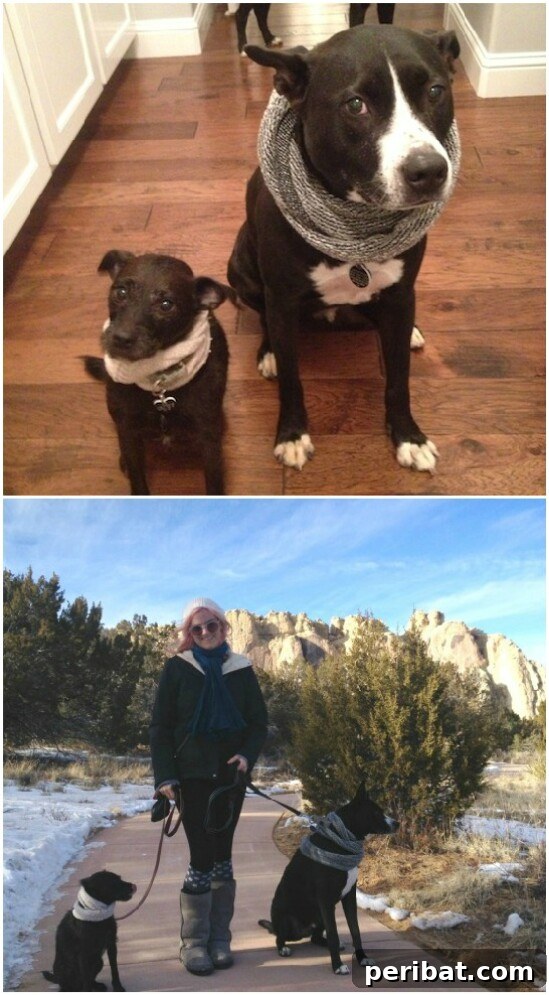 Cute and warm DIY doggie scarf made from a knee sock, designed for small dogs.
