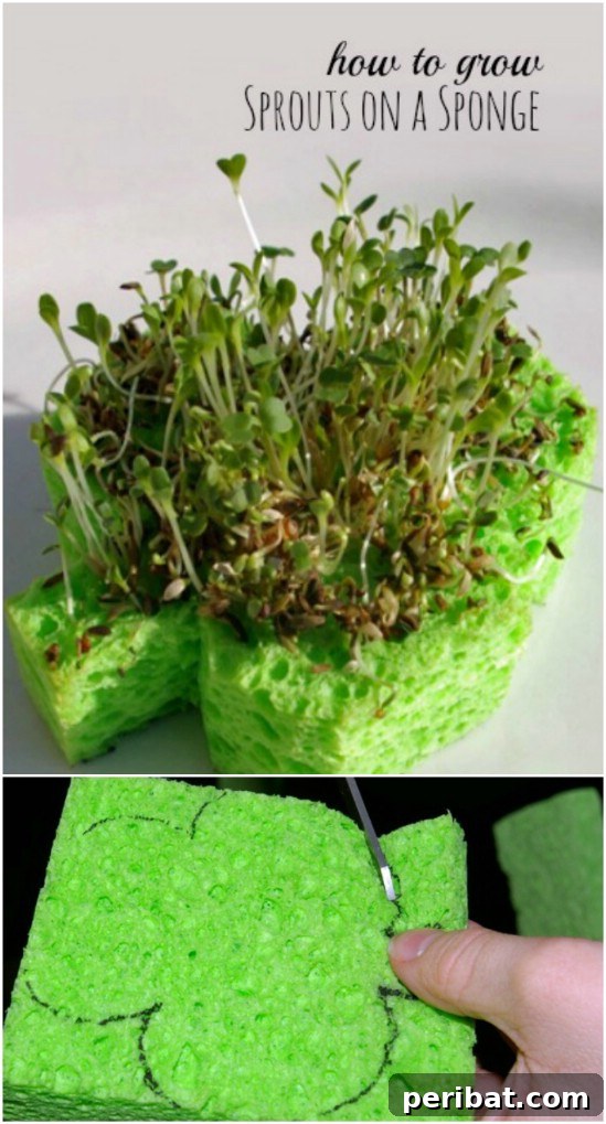 Shamrock Sprouts On A Sponge