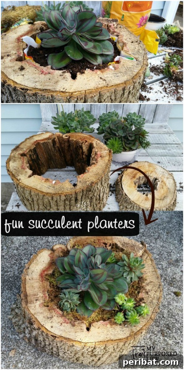 Effortless Backyard Beauty: 30 DIY Succulent Garden Inspirations 22 Tree Stump Garden