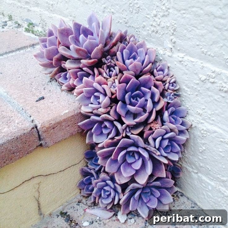 Effortless Backyard Beauty: 30 DIY Succulent Garden Inspirations 26 Purple Pavement Succulents