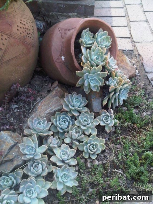 Effortless Backyard Beauty: 30 DIY Succulent Garden Inspirations 31 Spilling Over