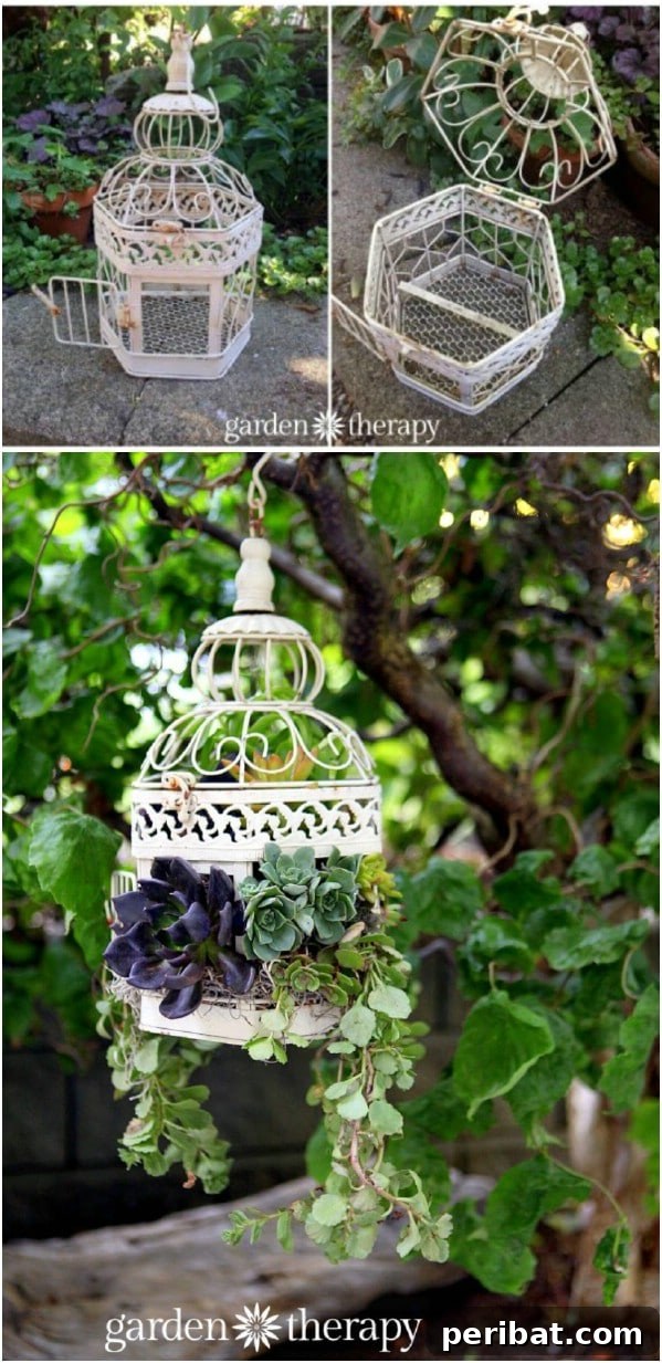 Effortless Backyard Beauty: 30 DIY Succulent Garden Inspirations 7 Birdcage Succulent Garden