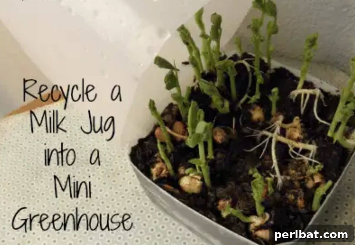20 Creative Upcycled Seed Starter Pots to Make at Home 11 Upcycled Plastic Milk Jugs as Mini Greenhouses