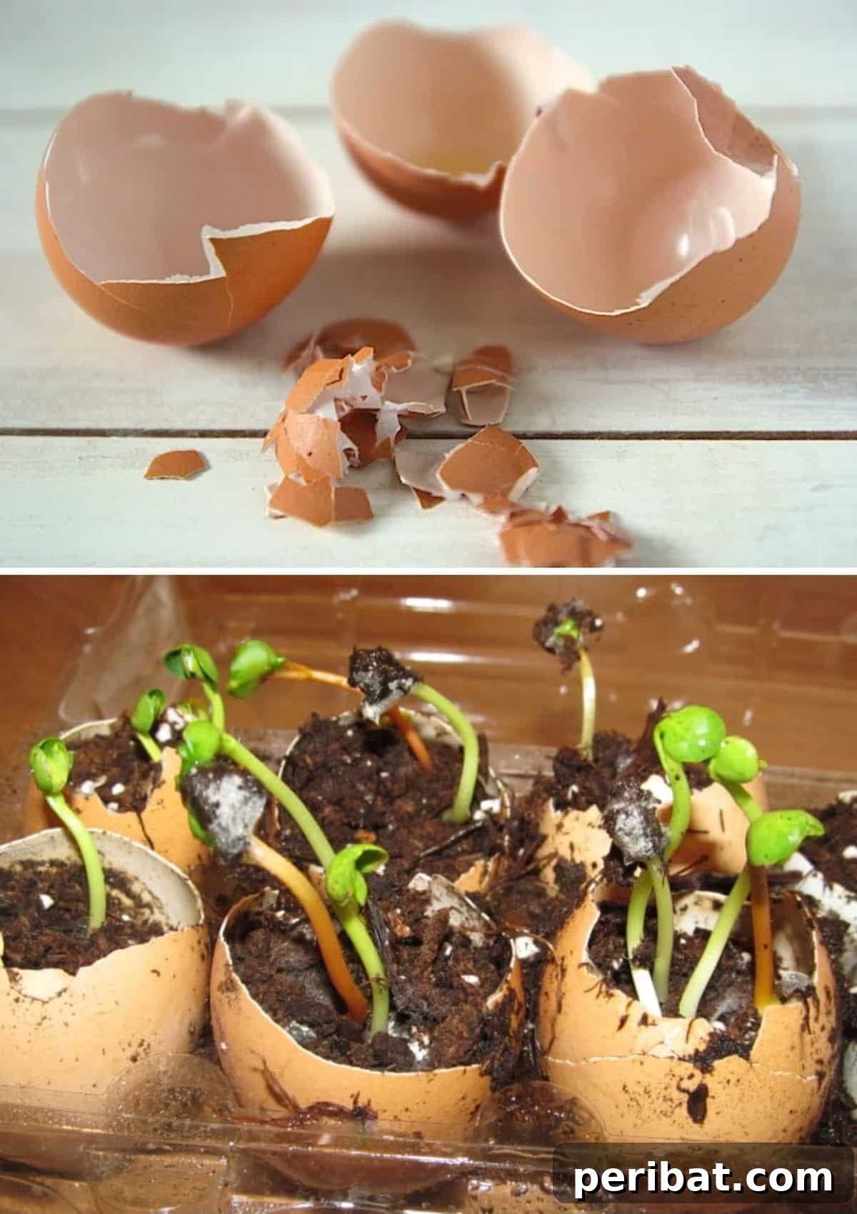 20 Creative Upcycled Seed Starter Pots to Make at Home 16 Upcycled Eggshell Seed Pots