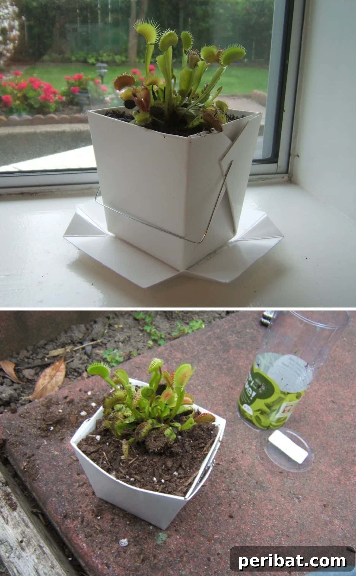 20 Creative Upcycled Seed Starter Pots to Make at Home 3 Upcycled Chinese Takeout Container Seed Pods