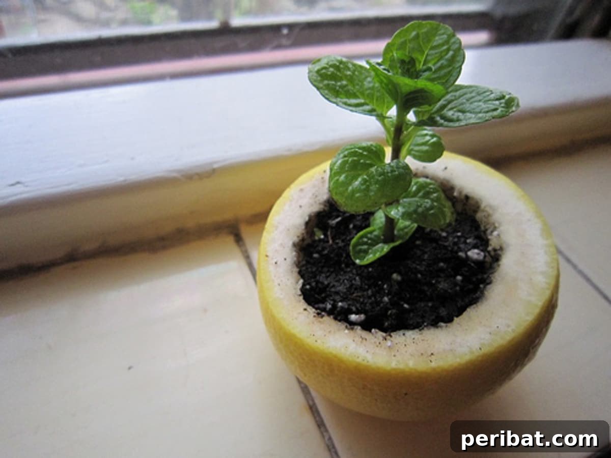 20 Creative Upcycled Seed Starter Pots to Make at Home 21 Biodegradable Citrus Peel Seed Starter Pods