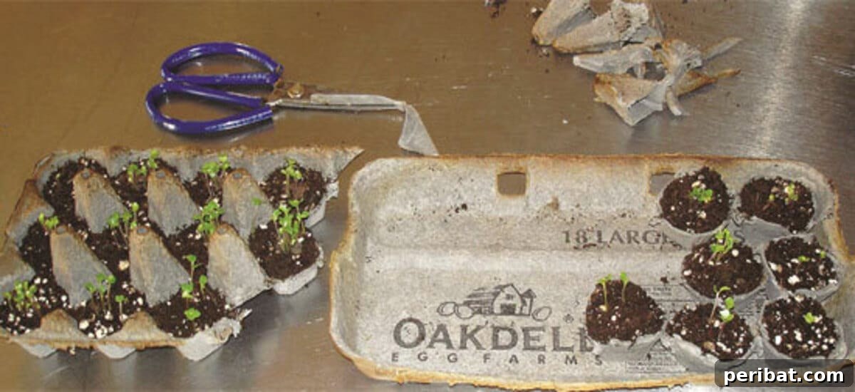 20 Creative Upcycled Seed Starter Pots to Make at Home 4 Upcycled Cardboard Egg Carton Seed Pods