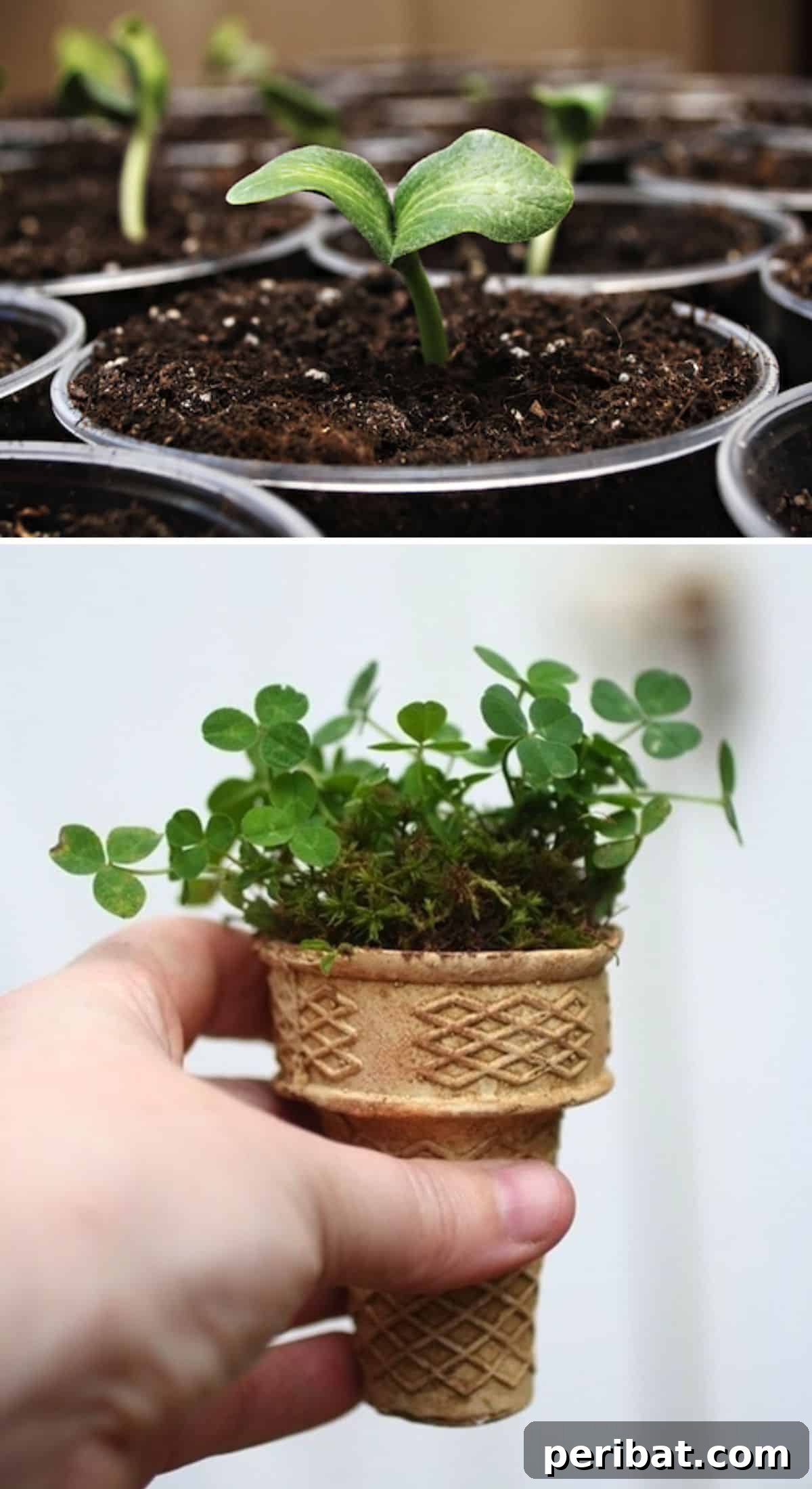 20 Creative Upcycled Seed Starter Pots to Make at Home 5 Biodegradable Ice Cream Cone Seed Starters