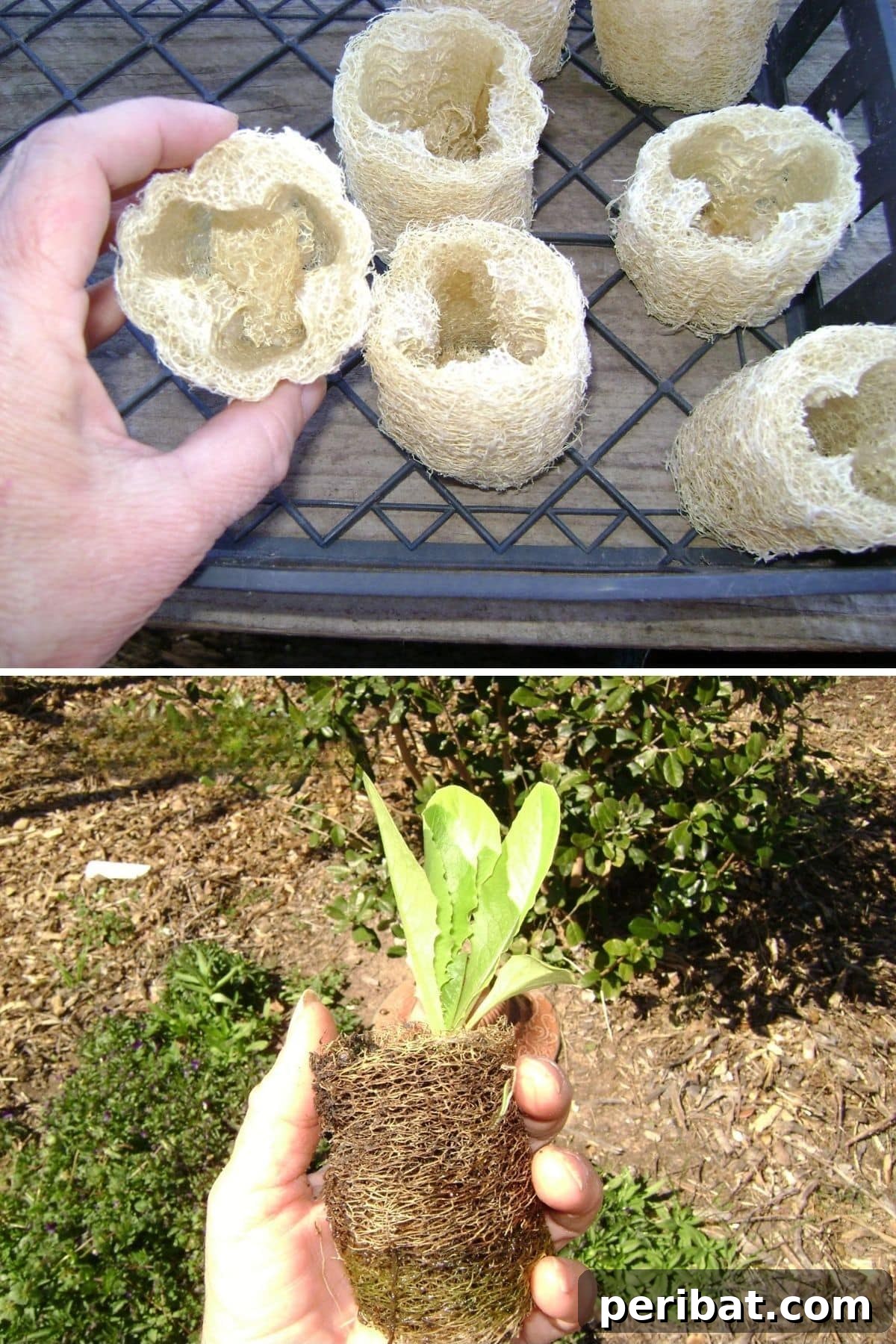 20 Creative Upcycled Seed Starter Pots to Make at Home 8 Repurposed Loofah Sponge Seed Starter