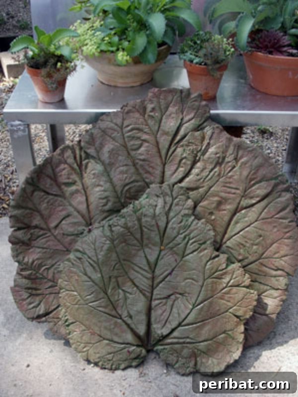 Elevate Your Garden Path: Creative Stepping Stone Ideas 25 Rhubarb Leaf Stepping Stone