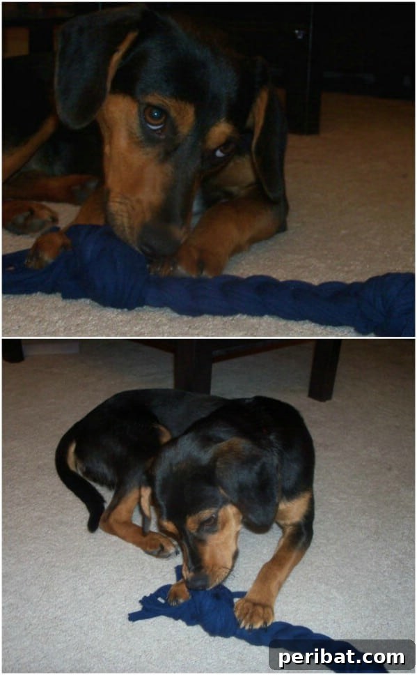 30 Genius Ways to Transform Old Bed Sheets 4 Easy Braided Dog Toy