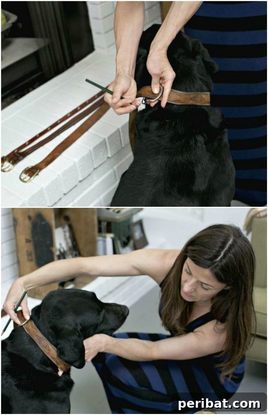 Transform Your Old Leather Belts: 25 Amazing Upcycling Ideas 13 Repurposed Leather Belt Dog Collars