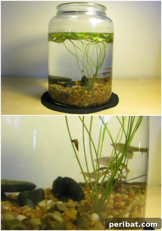 Delightful & Affordable Mini Water Gardens for Every Home 15 Easy indoor pond in a glass jar, adorned with aquarium rocks and a small aquatic plant, creating a mini ecosystem.
