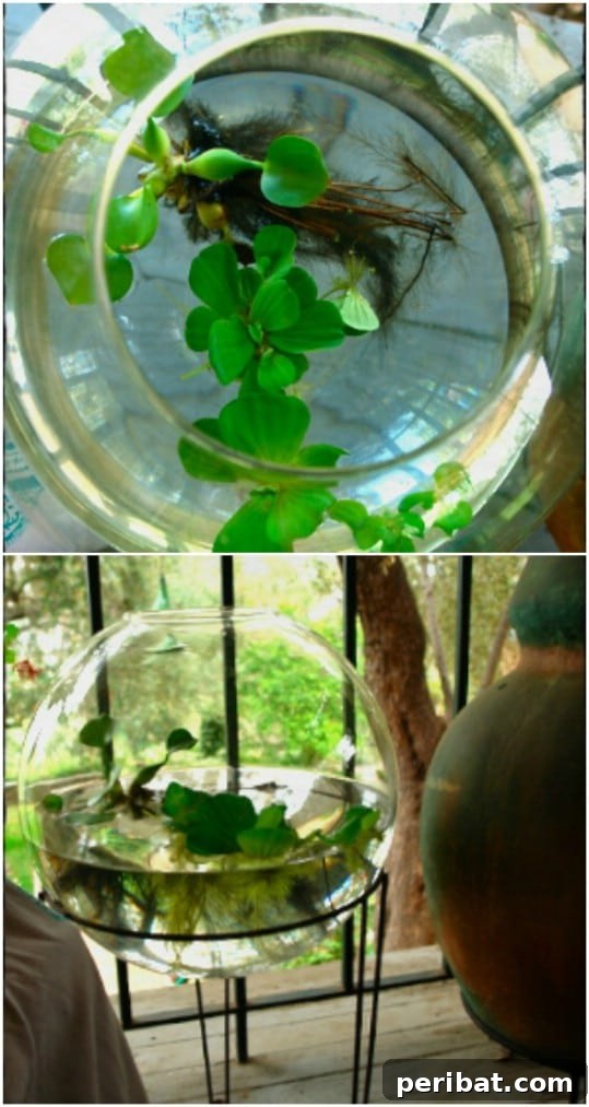 Delightful & Affordable Mini Water Gardens for Every Home 17 Gorgeous DIY water terrarium in a large rounded glass bowl on a metal stand, showcasing a single aquatic plant.